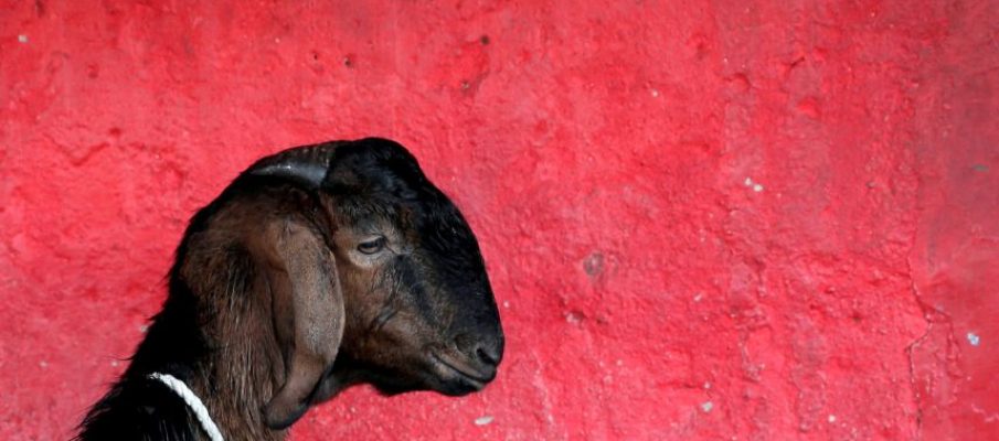 capra Restituito alle capre palestinesi l’onore perduto