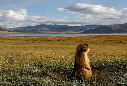 marmot-animal-ladakh-india_80566_990x742